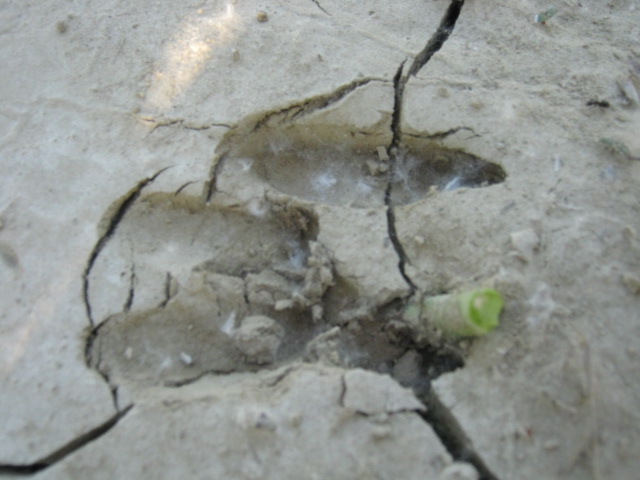 Impronta ungulato